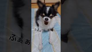 【スロー再生】あくびをして涙が零れ落ちる瞬間。#dog #高齢犬 #ロングコートチワワ