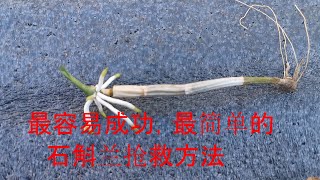 兰花223.最容易成功，最简单的石斛兰抢救方法（新手必看）03/22/2021