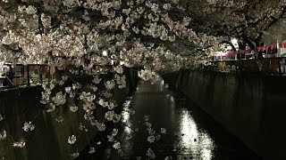 目黒川の夜桜 目黒橋→太鼓橋 2016.04.05