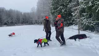 Hunting wild boar with spaniel during snowy day in Sweden [Forest Sounds, Silent Vlog]