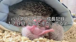 ハリネズミの赤ちゃん生後１７日目　元気に育っています