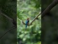 White Throated Kingfisher #nature #birds #camera #dslr #wildlifephotography #trendingshorts