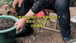 山茶花适合用什么土栽种扎根多？老花农一席话说的太有道理了