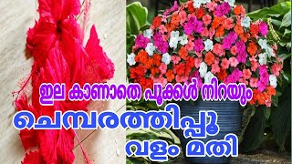 ഒരു പൂക്കൾ മതി 10 ലിറ്റർ വളം ഉണ്ടാക്കാൻ Flowering Fertilizer