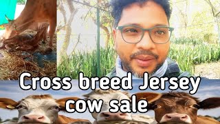 Cross breed Jersey cow for sale | odishare kinatu jersey cow huant profitable