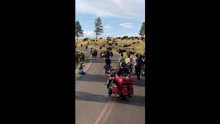 Female Biker Attacked by Bison