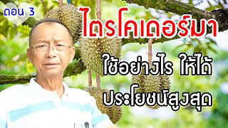 ไตรโคเดอร์มา (Trichoderma) ใช้อย่างไร ให้ได้ประโยชน์สูงสุด ตอน 3 | อาจารย์ ตรี รัชยุทธ วรรณศิริบุญ