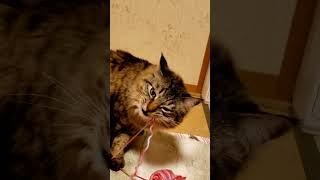 編み物どころではな～ぃ💦😻cat disturbing knitting！