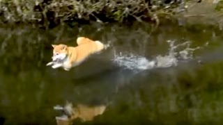 柴犬ジャーーーンプ！　Shiba Inu, Jump !!