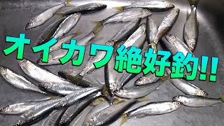 ワカサギ絶不釣がしかしオイカワ絶好釣!!!それでも愚痴は百連発ｗ