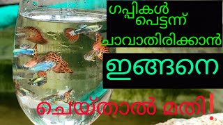 ഗപ്പികൾ പെട്ടന്ന് ചാവാതിരിക്കാൻ|how to save guppies from dying 👍👍