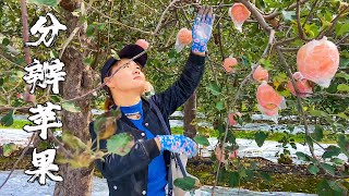 【农家的小勇】老公吃完羊汤摘苹果，现场教你分辨苹果好坏，好不好吃一看便知