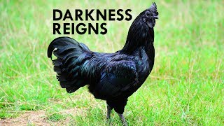 The Dark Side of Evolution