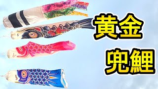 第２１弾　あげてみた動画【廃盤・黄金兜鯉】徳永こいのぼり