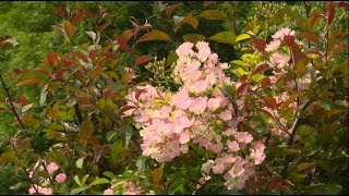 Mela Rosa, une pépinière de rosiers et d’arbres fruitiers