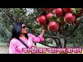 কাশ্মীরের আপেল বাগান#Apple garden of Kashmir#আপেল বাগান# আপেল গাছ @Roof_Gardening