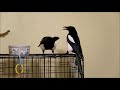 incredible magpie interaction