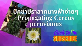 EP 15 ปักชำปราสาทนางฟ้าง่ายๆ Propagating​ Cereus​ Peruvianus​