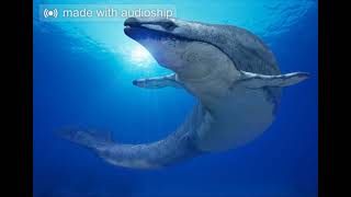 Basilosaurus sound effects