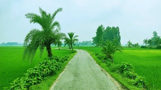 Beautiful Village in Bangladesh Village Area View | Dinajpur Bangladesh Village Video