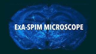 ‘ExA-SPIM’ microscope borrows from electronics industry to image incredible detail in the brain