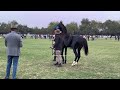 milk teeth colt category marwari horse show jodhpur 2024 jodhpur