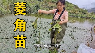 A water chestnut seedling can grow over an entire fish pond