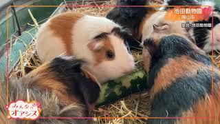 みんなのオアシス・モルモットも…暑さ対策！？（池田動物園）　2021/8/13放送