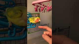 指を噛むインコ