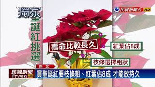 迎耶誕買聖誕紅怎麼挑？專家：紅葉要佔8成－民視新聞