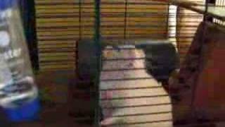 White Albino Fancy Pet Rat Eating in Cage