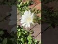 サボテンの花　 shorts