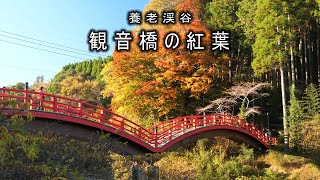 養老渓谷 観音橋の紅葉 2021 4K