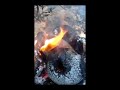 curry chicken &  roast&fry breadfruit #youtube viral