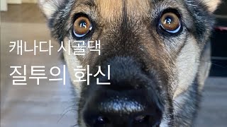 [Eng]캐나다 일상-반려견의 질투 My Dog’s Jealousy