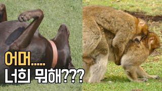 어머어머... 너희 뭐해??[귀여운/웃긴 동물 해설 004]