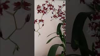 Oncidium Heaven Scent 'Redolence' reblooming