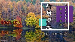 【社会人の休日】御射鹿池　水鏡世界で　紅葉狩り【自然】