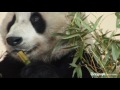 yang guang the chinese giant panda gets used to his new home at edinburgh zoo