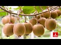 நோய்களை விரட்டும் கிவி பழம் kiwi fruit benefts in tamil tamil health and benifits tower tv