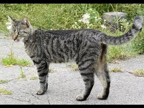 How to Catch a Feral Cat How to Catch a Feral Cat