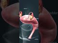 Female reproductive system 3D Diagramatic view #shorts #femalereproductivesystem