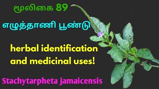 எழுத்தாணி பூண்டின் மருத்துவ குணங்கள்|Ezhuthanipoondu herbal plant|Stachytarpheta jamaicensis|Alasal