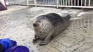 Sea Doggo Cutest Compilation! Chubby Babies 2020