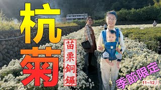 [嬰兒背巾景點推薦] [季節限定]帶著嬰兒賞杭菊 11~12月 銅鑼杭菊一日遊 銅鑼老街 邱家古厝