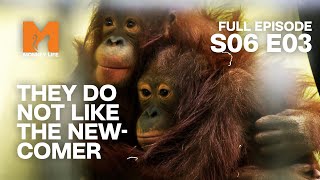 Silvestre Gets The Cold Shoulder | Season 6 Episode 3 | Full Episode | Monkey Life