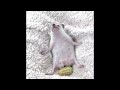 Cute baby animals Videos Compilation cute moment of the animals - Cutest Animals #3