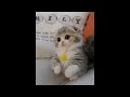 Cute baby animals Videos Compilation cute moment of the animals - Cutest Animals #3