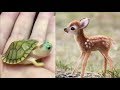 Download Cute baby animals Videos Compilation cute moment of the animals - Cutest Animals #3 In Mp4 3Gp Full HD Video
