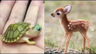 Cute baby animals s Compilation cute moment of the animals - Cutest Animals #3